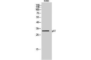 Western Blotting (WB) image for anti-P57 (Ser238) antibody (ABIN3176740) (P57 (Ser238) anticorps)
