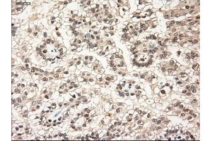 Image no. 5 for anti-Neurotrophin 3 (NTF3) (AA 139-257) antibody (ABIN1490920)