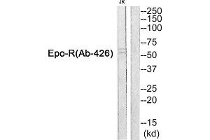 Western Blotting (WB) image for anti-Erythropoietin Receptor (EPOR) antibody (ABIN1848406) (EPOR anticorps)