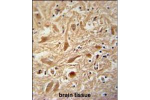 ARPC1A Antibody immunohistochemistry analysis in formalin fixed and paraffin embedded human brain tissue followed by peroxidase conjugation of the secondary antibody and DAB staining. (ARPC1A anticorps  (AA 157-184))