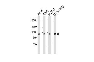 Western blot analysis of lysates from A431, A549, MCF-7, U-251 MG cell line (from left to right), using CN1 Antibody (ABIN6242895 and ABIN6577068). (CAPNL1 anticorps  (AA 1-420))