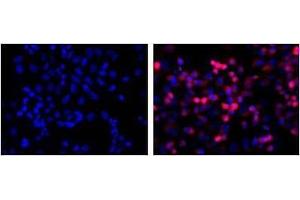 anti-His Tag antibody