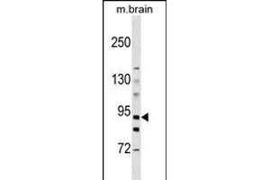 HK3 Antibody  (ABIN392753 and ABIN2842205) western blot analysis in mouse brain tissue lysates (35 μg/lane). (HK3 anticorps  (C-Term))
