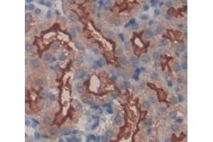 IHC-P analysis of Mouse Tissue, with DAB staining. (Integrin alpha 1 anticorps  (AA 103-368))