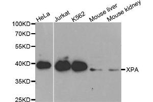 Western blot analysis of extracts of various cell lines, using XPA antibody. (XPA anticorps)
