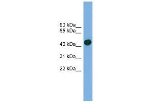 WB Suggested Anti-ACTRT1 Antibody Titration: 0.