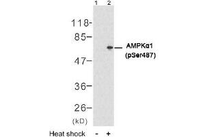 Image no. 2 for anti-Protein Kinase, AMP-Activated, alpha 1 Catalytic Subunit (PRKAA1) (pSer487) antibody (ABIN196905) (PRKAA1 anticorps  (pSer487))