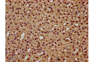 IHC image of ABIN7172445 diluted at 1:300 and staining in paraffin-embedded human adrenal gland tissue performed on a Leica BondTM system. (TCERG1 anticorps  (AA 782-896))