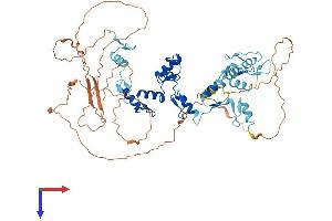 AlphaFold protein structure predicition of Mouse Recombinant Ctcfl Protein, UniprotID A2APF3