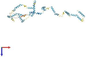 AlphaFold protein structure predicition of Mouse Recombinant Nebl Protein, UniprotID Q0II04