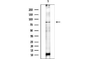 anti-Family with Sequence Similarity 161, Member B (FAM161B) antibody