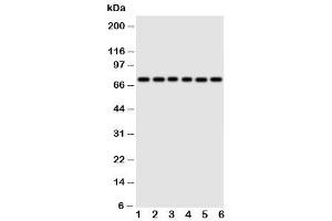 Western blot testing of Splicing factor 1 antibody and Lane 1:  rat spleen (Splicing Factor 1 anticorps  (N-Term))