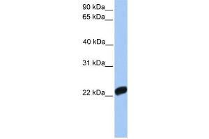 Western Blotting (WB) image for anti-Coagulation Factor X (F10) antibody (ABIN2458605) (Coagulation Factor X anticorps)