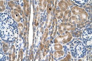 Image no. 1 for anti-Family with Sequence Similarity 55, Member D (FAM55D) (AA 407-456) antibody (ABIN205071) (FAM55D anticorps  (AA 407-456))