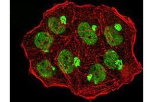 Immunofluorescence analysis of Hela cells using UHRF1 mouse mAb (green).