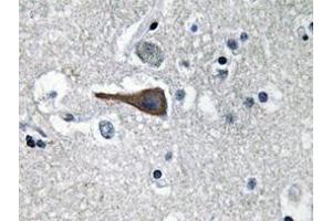 Immunohistochemistry analyzes of CCK antibody in paraffin-embedded human brain tissue. (Cholecystokinin anticorps)