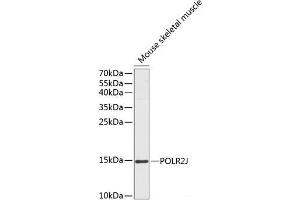 Western blot analysis of extracts of Mouse skeletal muscle using POLR2J Polyclonal Antibody at dilution of 1:1000. (POLR2J anticorps)