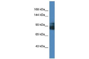 Western Blotting (WB) image for anti-Leucine Rich Repeat Containing 8 Family, Member A (LRRC8A) (Middle Region) antibody (ABIN2783753) (LRRC8A anticorps  (Middle Region))