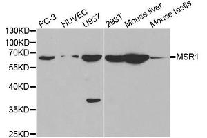 Western blot analysis of extracts of various cell lines, using MSR1 antibody. (Macrophage Scavenger Receptor 1 anticorps  (AA 192-451))