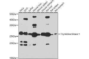 Western blot analysis of extracts of various cell lines, using Thymidine Kinase 1 antibody (ABIN6132726, ABIN6149198, ABIN6149199 and ABIN6221245) at 1:1000 dilution. (TK1 anticorps  (AA 1-234))