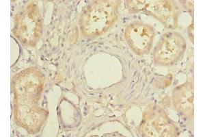 Immunohistochemistry of paraffin-embedded human kidney tissue using ABIN7159418 at dilution of 1:100