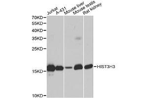 Western blot analysis of extracts of various cell lines, using HIST3H3 antibody. (Histone 3 anticorps  (C-Term))