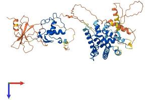 AlphaFold protein structure predicition of Human Recombinant NR2C1 Protein, UniprotID P13056