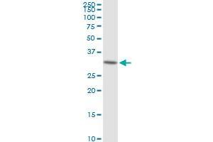 LDHAL6A MaxPab polyclonal antibody.