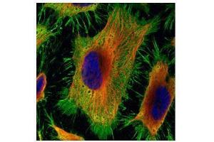 ICC/IF Image Confocal immunofluorescence analysis (Olympus FV10i) of paraformaldehyde-fixed HeLa, using Annexin II, antibody (Green) at 1:500 dilution.