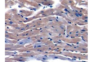 DAB staining on IHC-P; Samples: Mouse Cardiac Muscle Tissue (TOR2A anticorps  (AA 125-313))