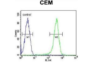 COX10 Antibody (C-term) flow cytometric analysis of CEM cells (right histogram) compared to a negative control cell (left histogram). (COX10 anticorps  (C-Term))