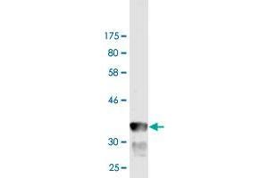 Western Blot detection against Immunogen (35. (GRID1 anticorps  (AA 349-441))