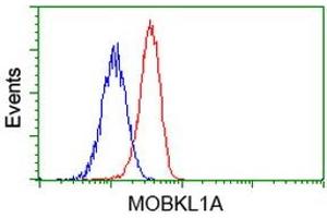 Flow Cytometry (FACS) image for anti-MOB Kinase Activator 1B (MOB1B) antibody (ABIN1499533) (MOBKL1A anticorps)