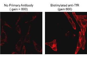 Immunofluorescence Microscopy of Mouse Anti-Biotin antibody. (Biotin anticorps)