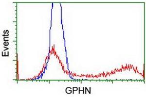 HEK293T cells transfected with either RC205986 overexpress plasmid (Red) or empty vector control plasmid (Blue) were immunostained by anti-GPHN antibody (ABIN2454096), and then analyzed by flow cytometry. (Gephyrin anticorps)