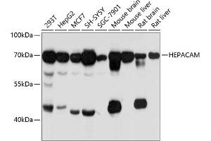 Western blot analysis of extracts of various cell lines, using HEPACAM antibody (ABIN6132116, ABIN6141716, ABIN6141717 and ABIN6215275) at 1:3000 dilution. (HEPACAM anticorps  (AA 35-245))
