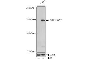 Western blot analysis of extracts of A-431 cells, using Phospho-ULK1-S757 antibody (ABIN6135334, ABIN6136284, ABIN6136285 and ABIN6225646) at 1:500 dilution. (ULK1 anticorps  (pSer757))