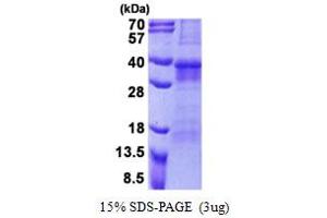 SDS-PAGE (SDS) image for Osteoclast Associated Receptor (OSCAR) (AA 19-286) protein (His tag) (ABIN5853004)