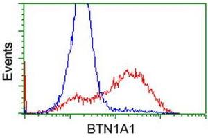 Flow Cytometry (FACS) image for anti-Butyrophilin, Subfamily 1, Member A1 (BTN1A1) antibody (ABIN1496987) (BTN1A1 anticorps)
