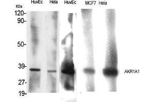 Western Blot (WB) analysis of specific cells using AKR1A1 Polyclonal Antibody. (AKR1A1 anticorps  (C-Term))