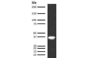 Western Blotting (WB) image for anti-Coagulation Factor III (thromboplastin, Tissue Factor) (F3) antibody (Biotin) (ABIN613359)