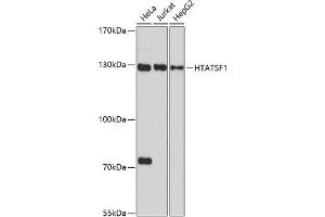 Western blot analysis of extracts of various cell lines, using HT antibody (ABIN7267756) at 1:1000 dilution. (HTATSF1 anticorps  (AA 1-180))