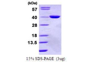 SDS-PAGE (SDS) image for Glycerol-3-Phosphate Dehydrogenase 1-Like (GPD1L) (AA 1-351) protein (His tag) (ABIN667561) (GPD1L Protein (AA 1-351) (His tag))