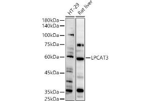 Western blot analysis of extracts of various cell lines, using LPC antibody (ABIN7268337) at 1:500 dilution. (LPCAT3 anticorps  (AA 160-370))
