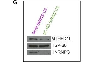 hnRNPC knock down reverts SW620 specific UTR-APA and CR-APA changes to profiles characteristic for SW480 and 1CT cells.