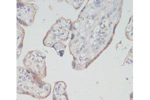Immunohistochemistry of paraffin-embedded Human placenta using CHAT Polyclonal Antibody at dilution of 1:200 (40x lens). (Choline Acetyltransferase anticorps)