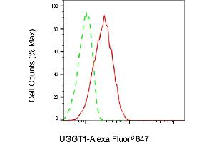 Flow cytometric analysis of UGGT1 expression in H9c2 cells using UGGT1 antibody (ABIN7800766), 1:2,000).