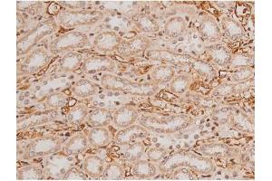 ABIN6269133 at 1/200 staining Rat kidney tissue sections by IHC-P. (KIT anticorps  (Internal Region))