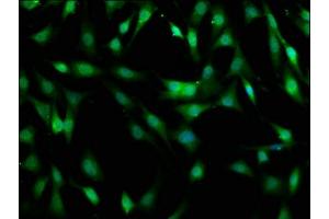 Immunofluorescence staining of NIH/3T3 cells with ABIN7160120 at 1:400, counter-stained with DAPI. (MOBKL1A anticorps  (AA 2-216))