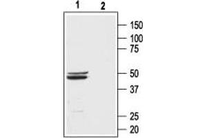 Western blot analysis of rat brain membranes:1.